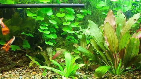 Amazon Sword Plant: Definitive Guide (Care, .